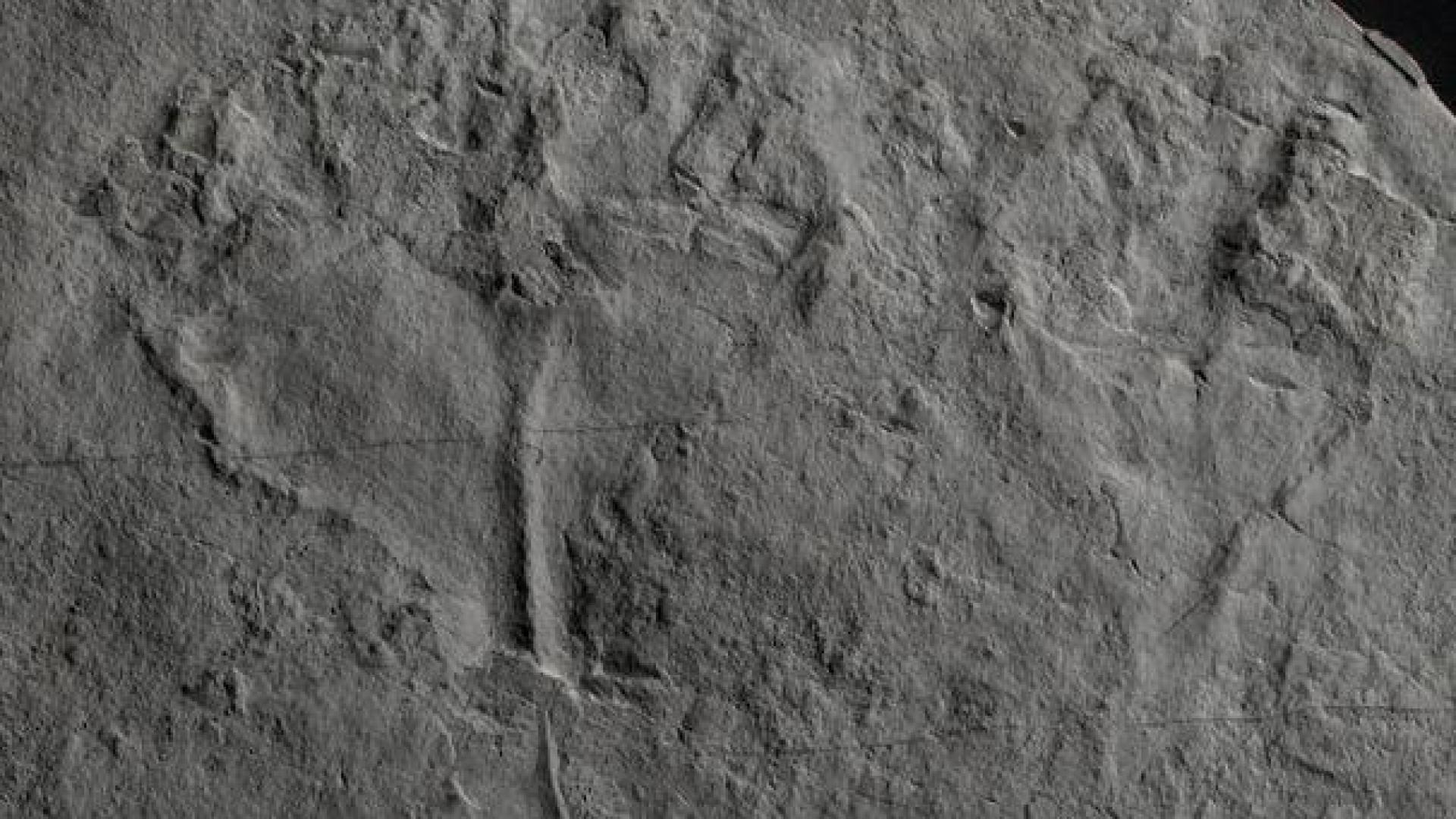 Fósil de 'Auroralumina attenboroughii‘
BGS/UKRI
01/08/2022