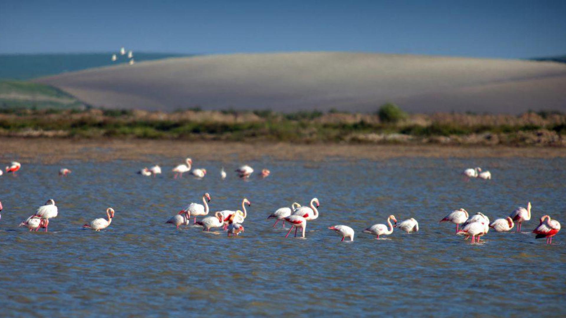 Esteros de la Reserva Ecológica del Guadalquivir