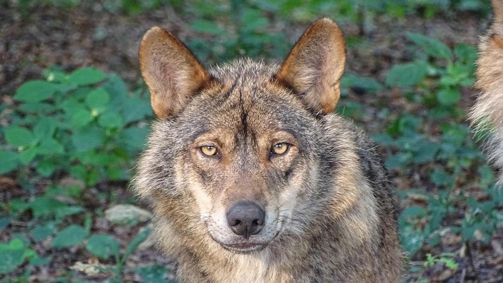 Un ejemplar de lobo ibérico