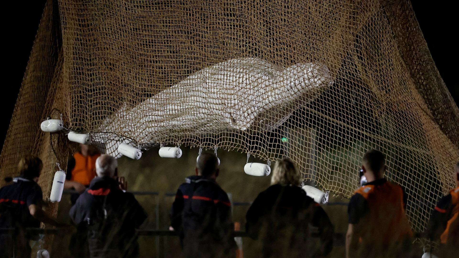 La ballena beluga rescatada en el río Sena es izada con una grúa