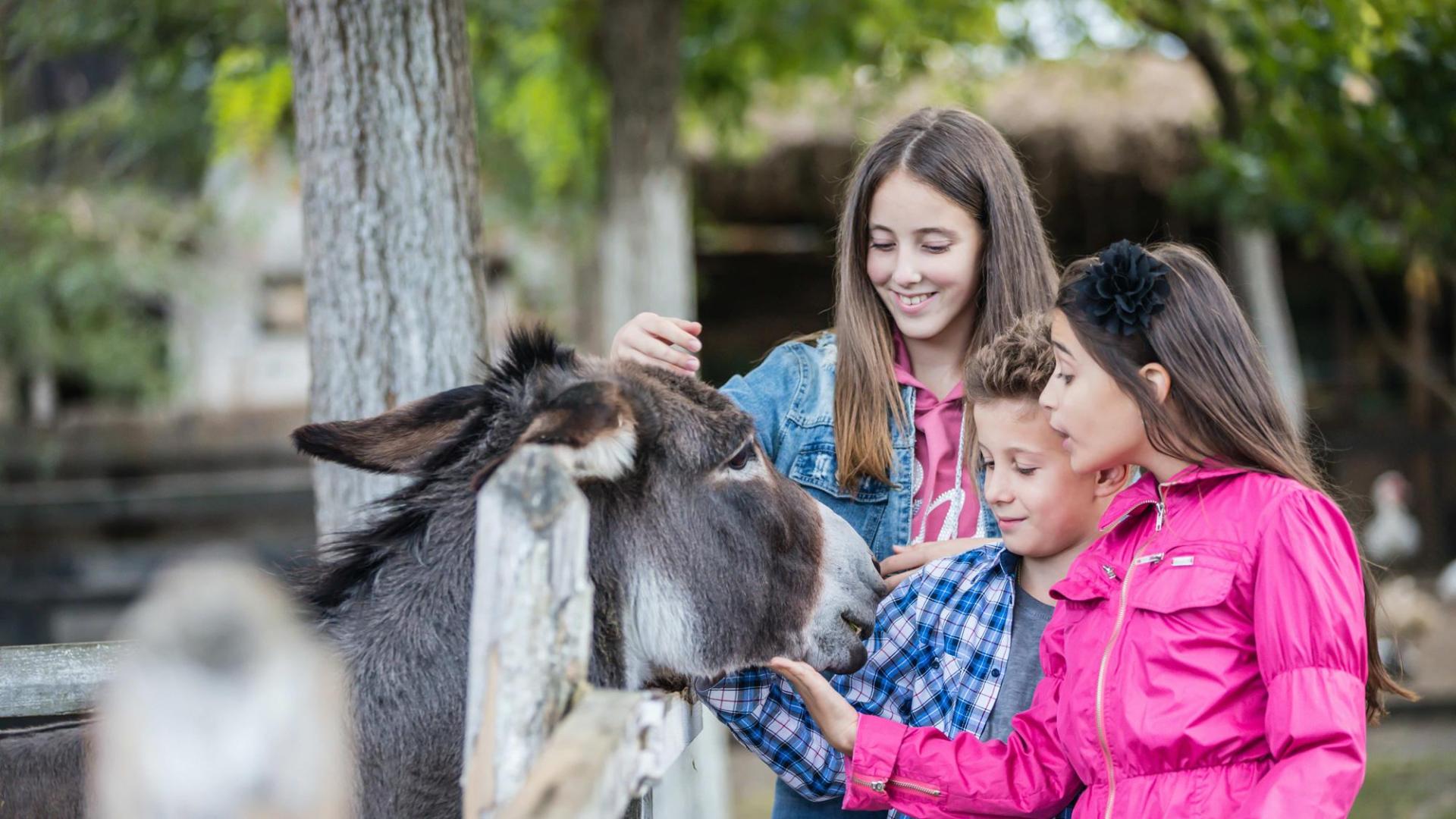 Niños con un burro