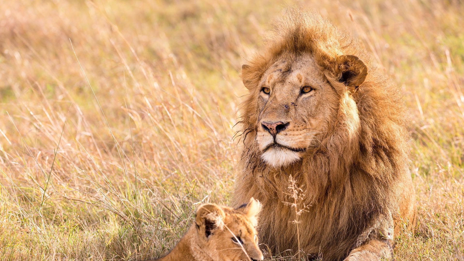 Leones en la sabana