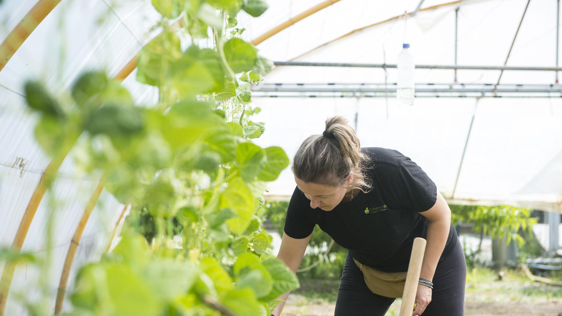 La producción ecológica de Navarra sigue creciendo
