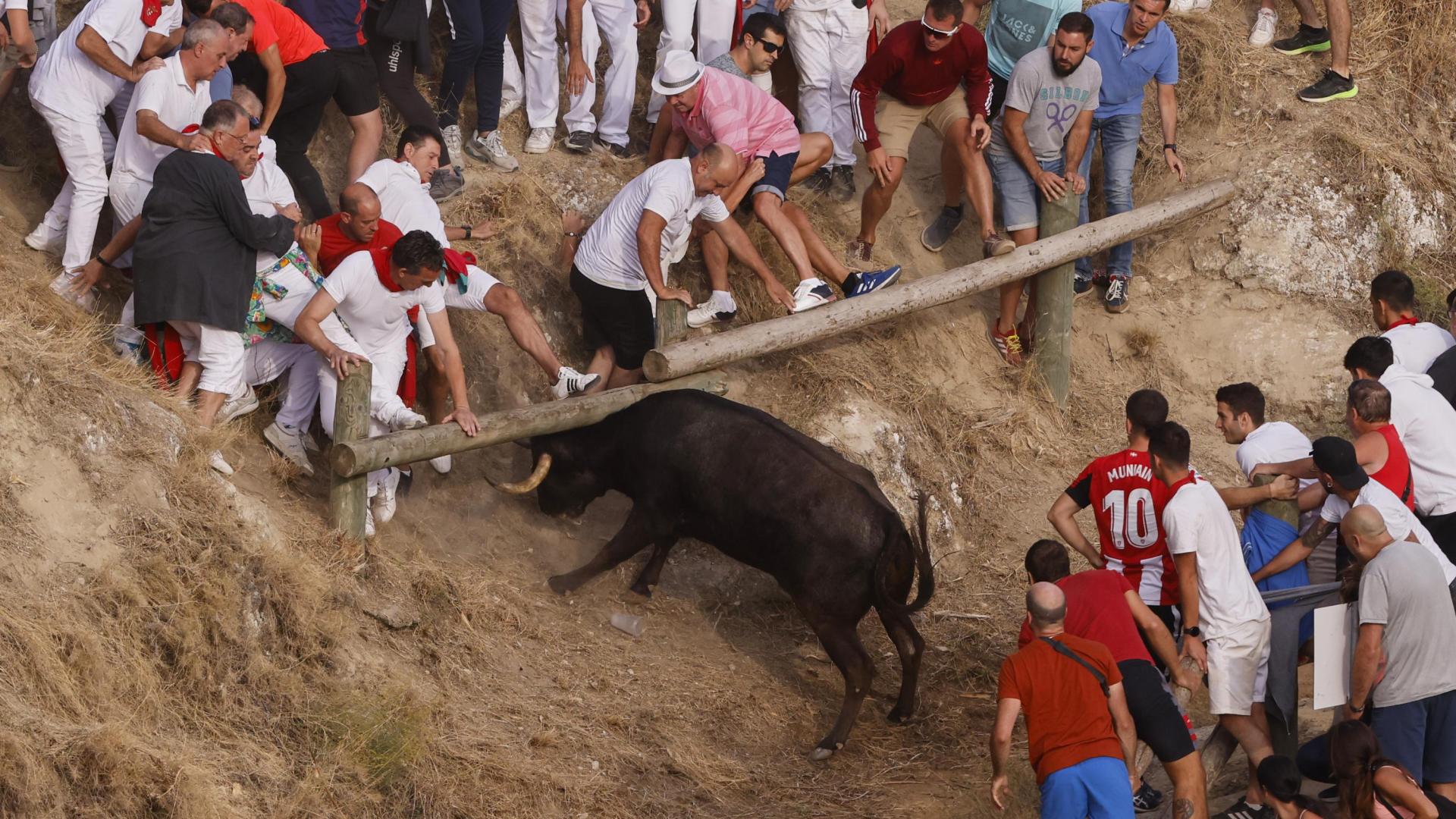 Fotos del último encierro del Pilón de Falces