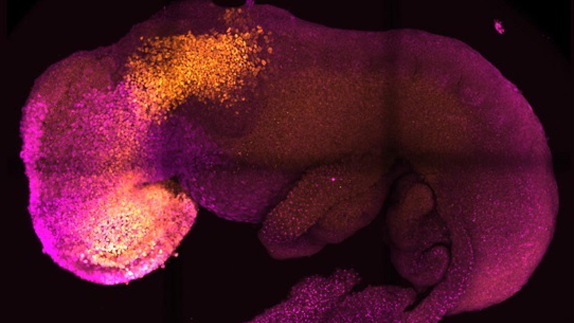 Científicos logran crear un embrión 'sintético' con cerebro y corazón en su fase inicial