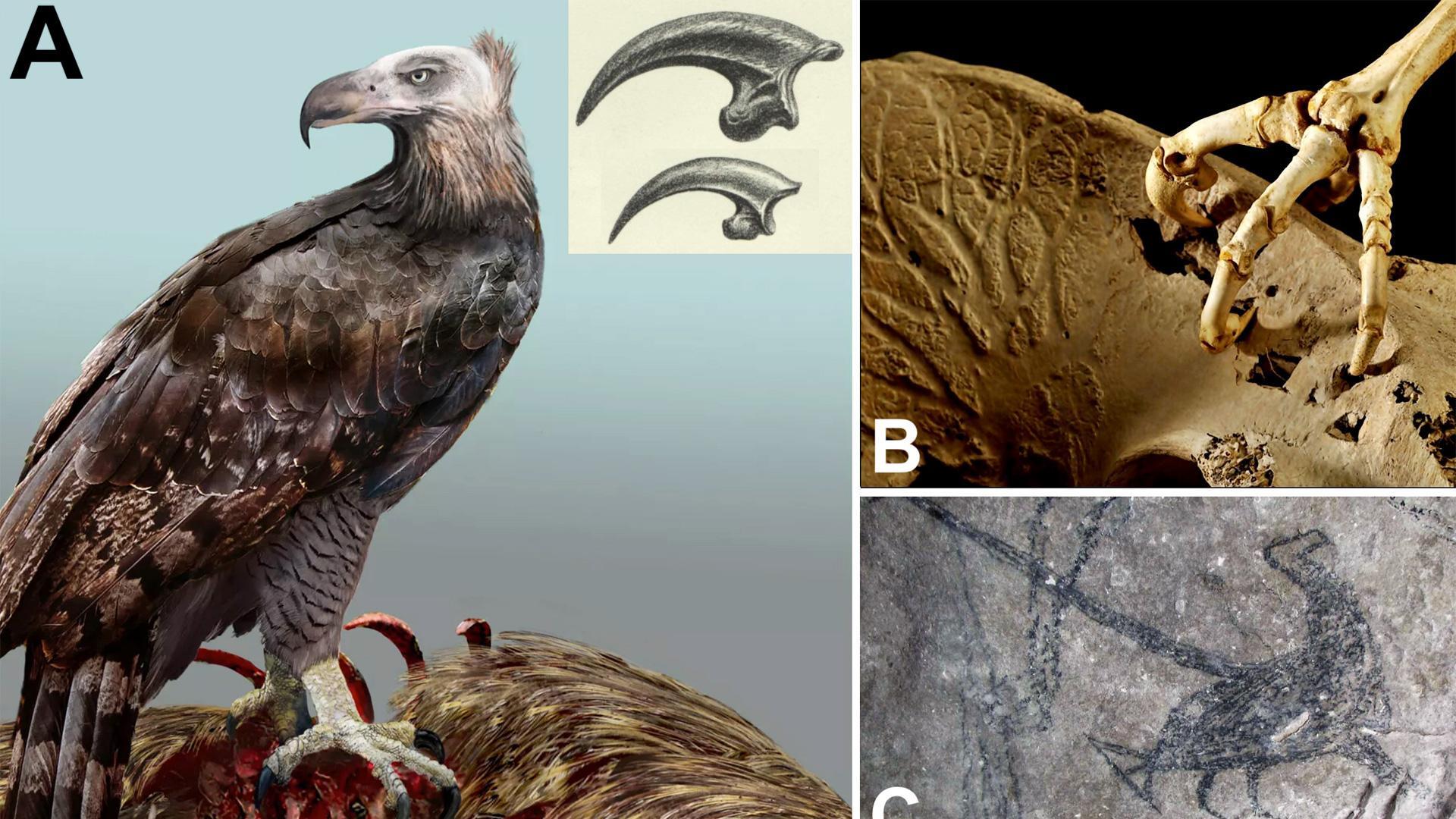 A: reconstrucción del águila extinta de Haast con la cabeza desnuda de plumas como en los buitres; se muestra una comparación de su garra (arriba) con la del águila audaz australiana (abajo). B: garras del águila gigante sobre una pelvis de moa con perforaciones. C: dibujo del pouakai por un maorí en la cueva del Águila, representado con el cuerpo oscuro y la cabeza sin plumas