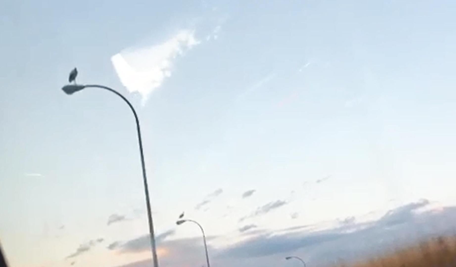 Vídeo de cigüeñas sobre farolas en la PA-30