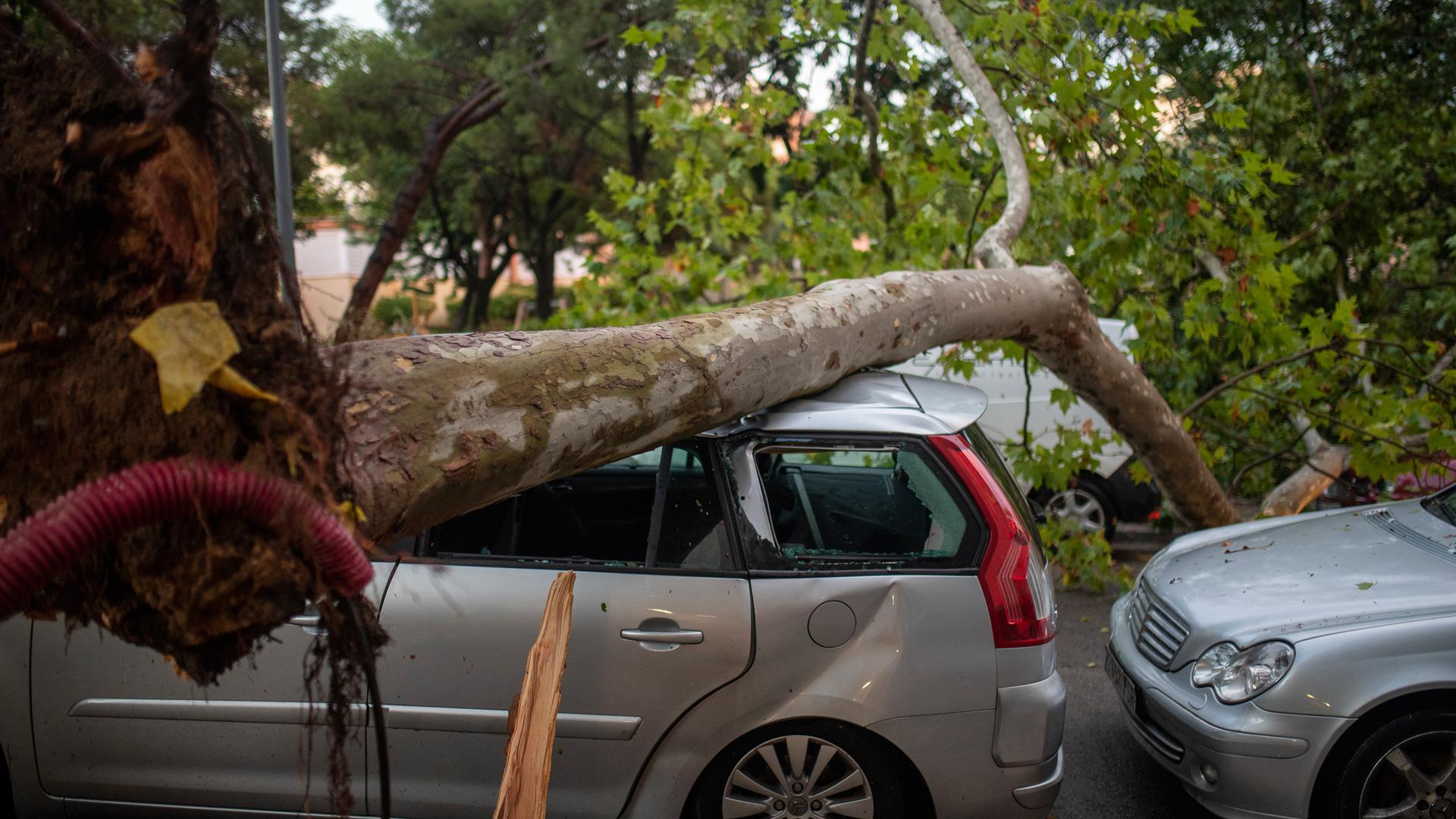 Un tronco de un árbol caído en un coche en Barcelona