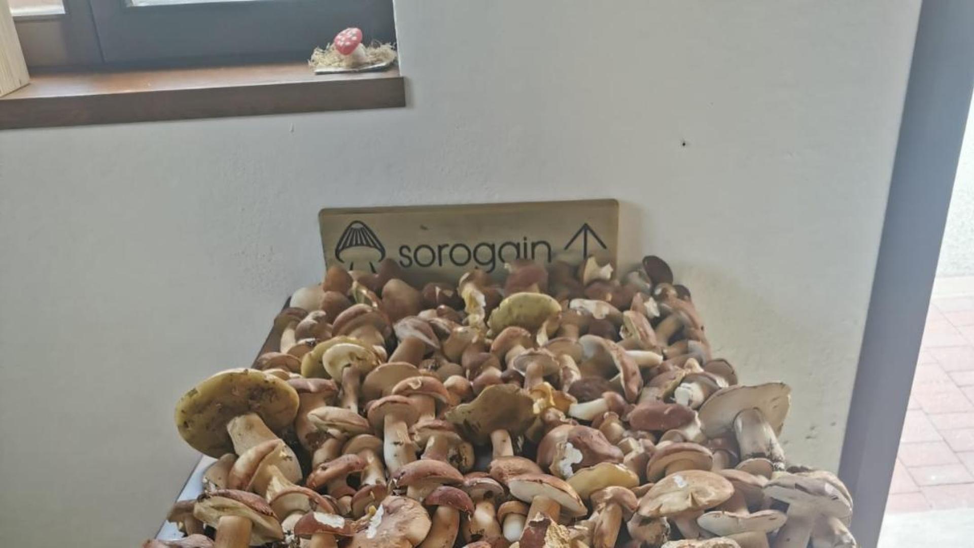 Los hongos requisados en Erro-Roncesvalles