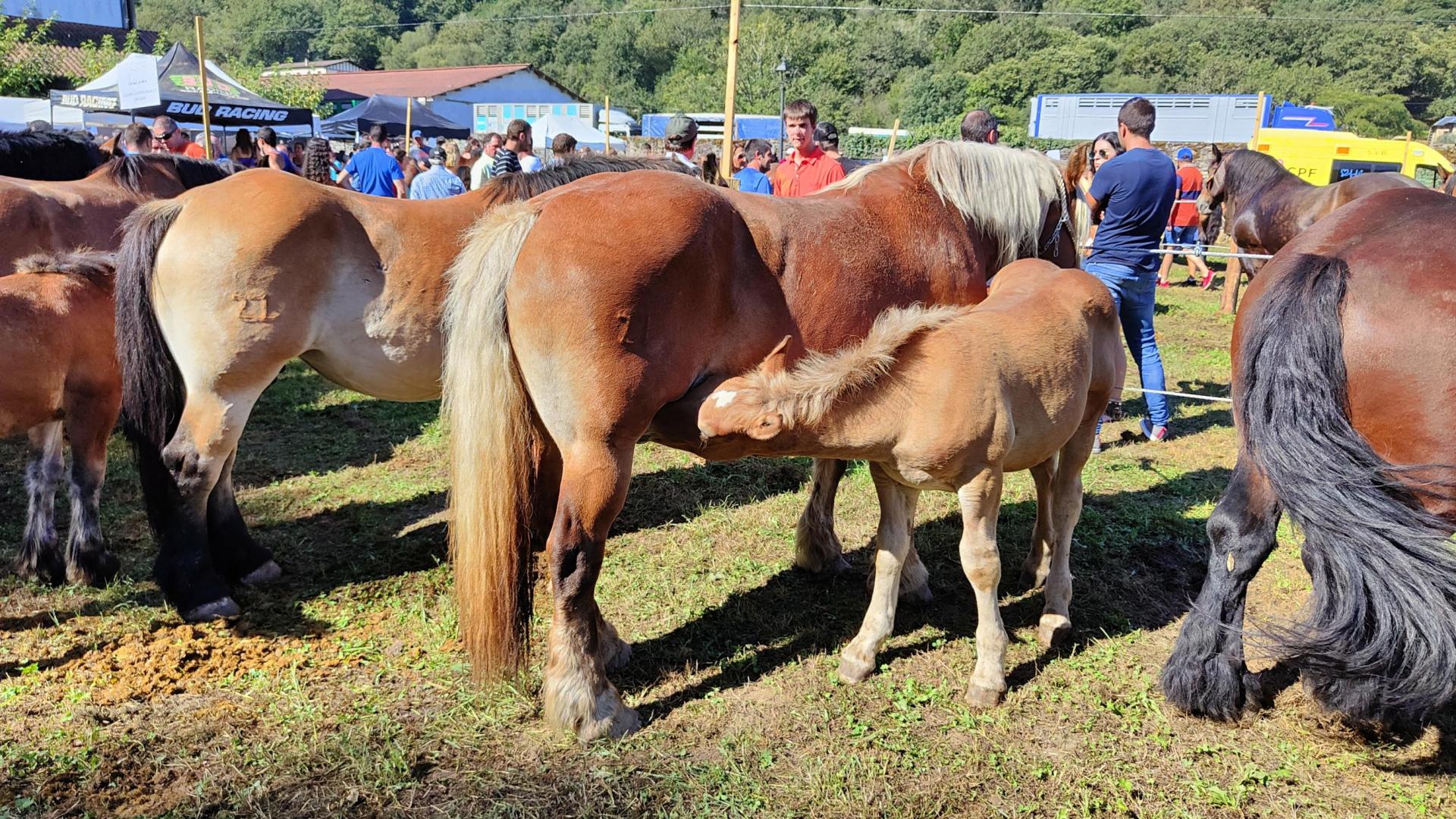 Un potro amamantando en el Concurso Caballar Raza Burguete.