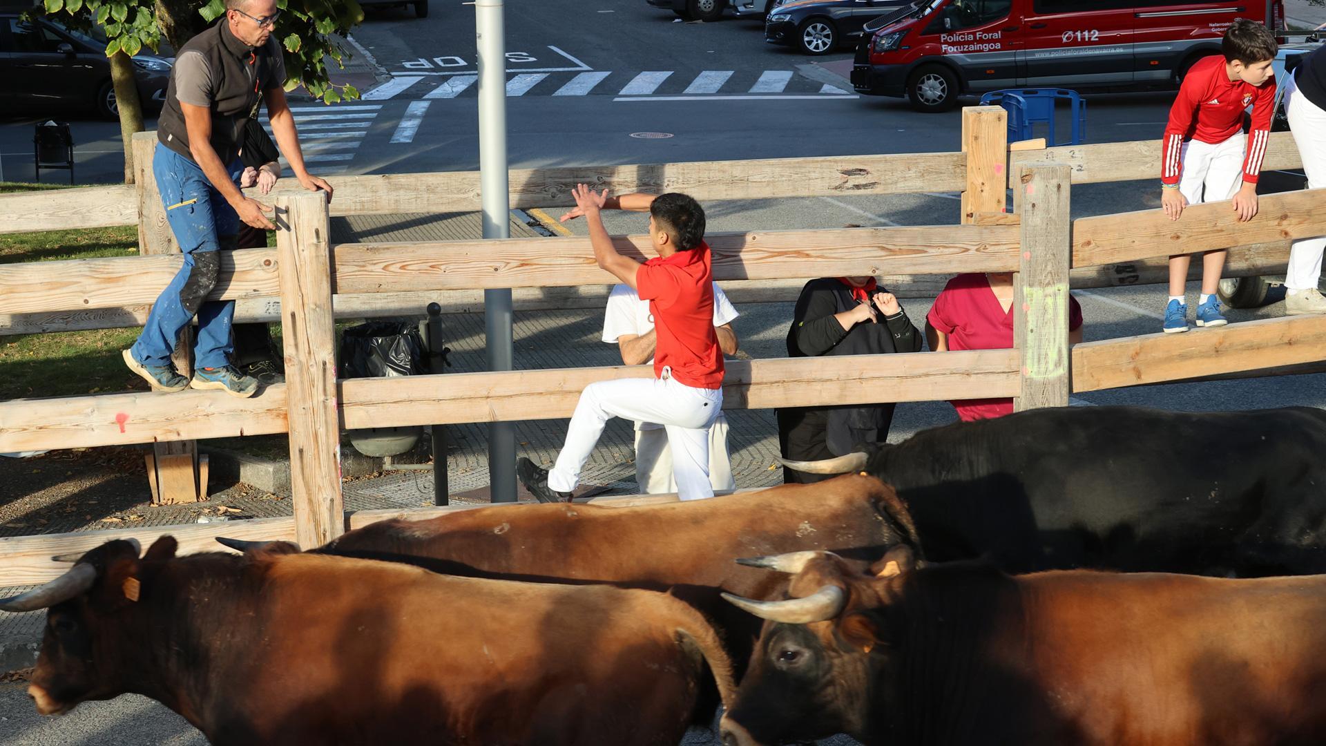 Encierro de novillos en las fiestas de Sangüesa