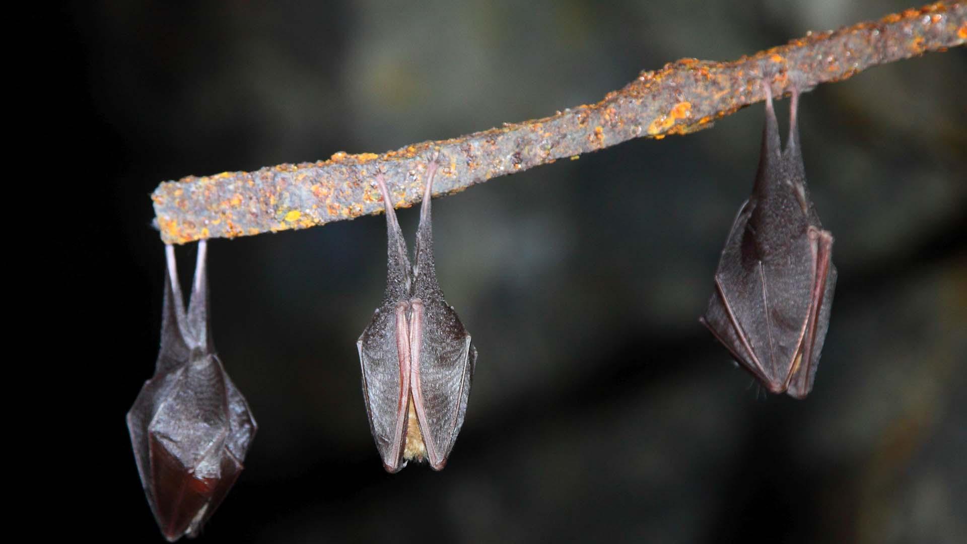 Virólogos rusos han encontrado nuevos sarbecovirus en murciélagos de herradura menor