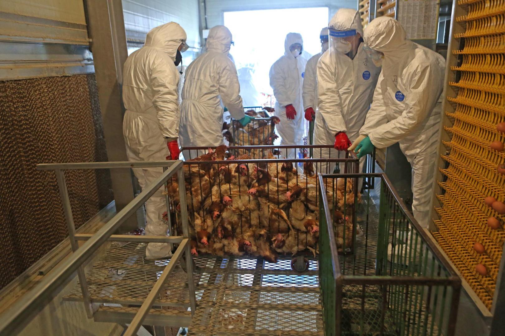 Agentes veterinarios durante una inspección en una granja avícola en Corea del Sur en 2020