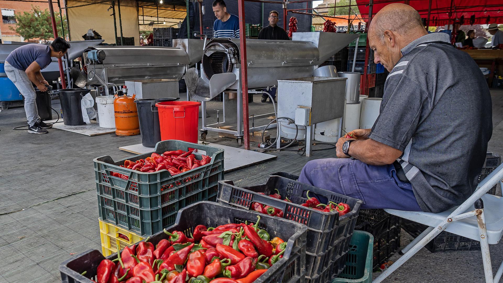 El pimiento es el protagonista estos días en Puente la Reina