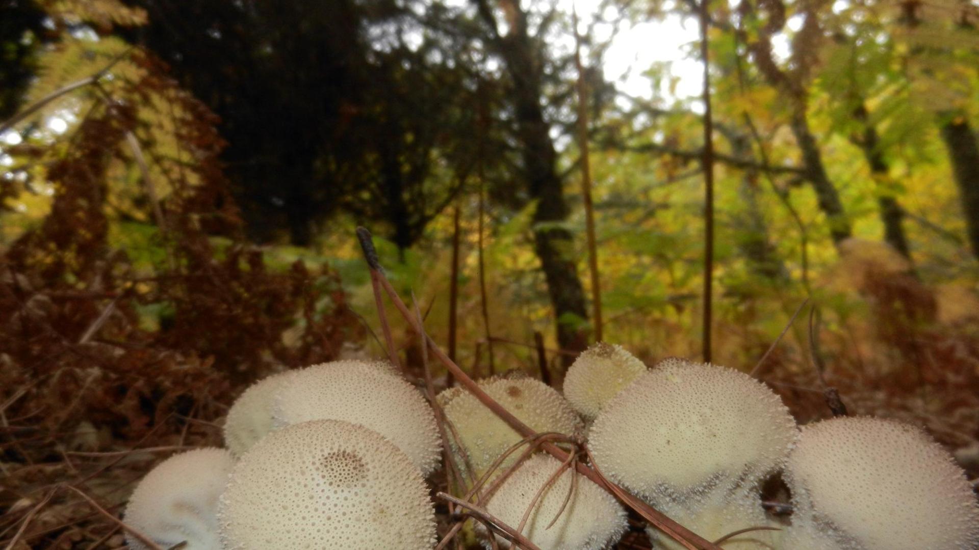 Lycoperdon (vulgarmente pedos de lobo). Se pueden usar en ensalada cuando son jóvenes y blancos