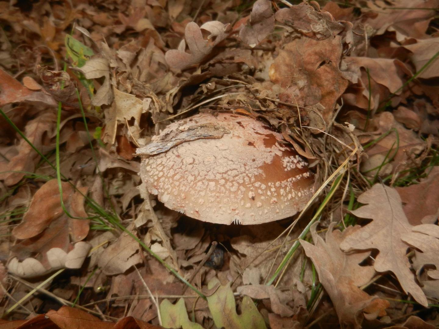 La Amanita rubescens destruye los glóbulos rojos si se consume en crudo