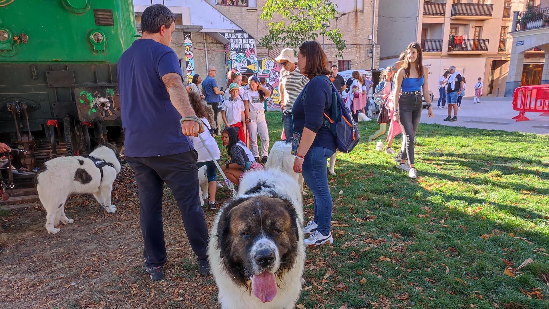XVI Encuentro del Mastín del Pirineo