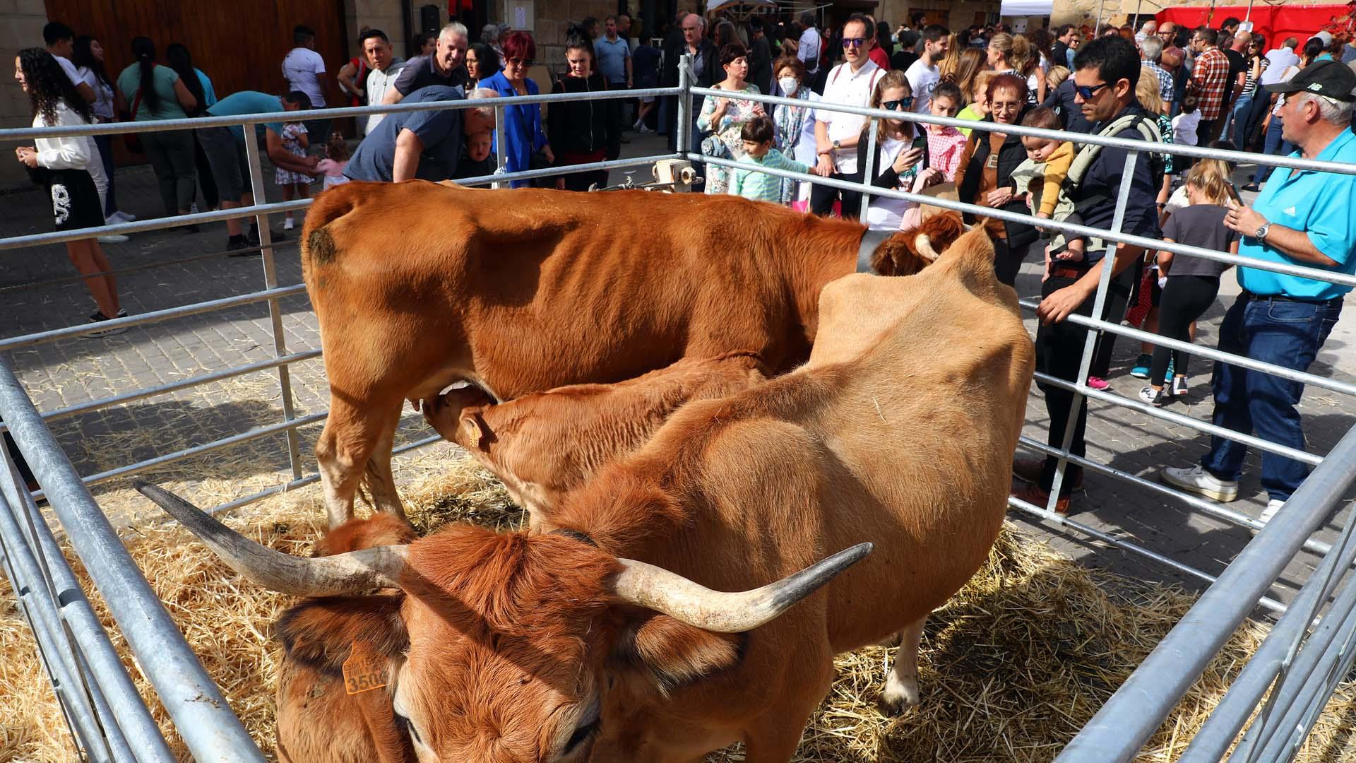 Imágenes de la Feria de Alsasua