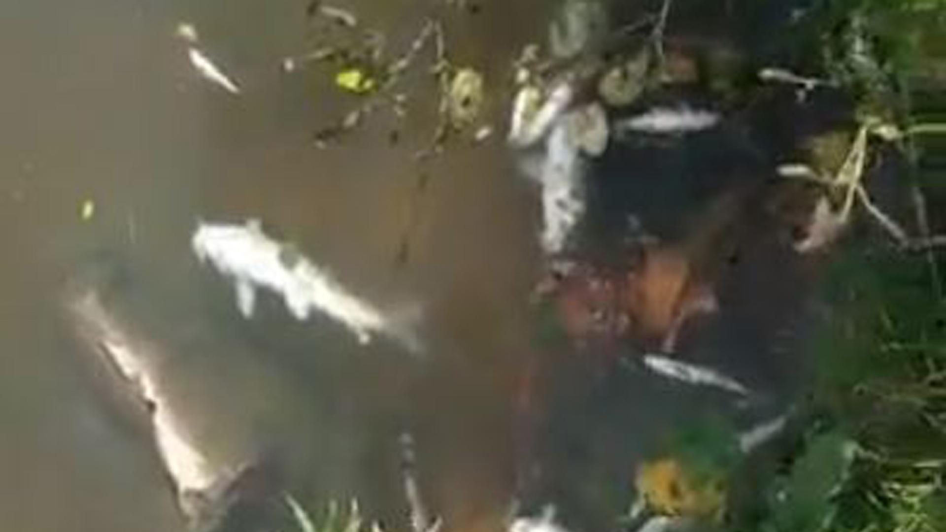 Aparecen muertos varios peces en la presa de Etxarri Aranatz