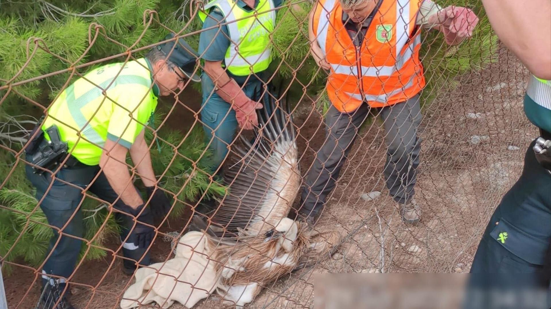 Un ejemplar adulto de Buitre Leonado (Gyps Fulvus), el cual se encontraba atrapado en la autovía A-68