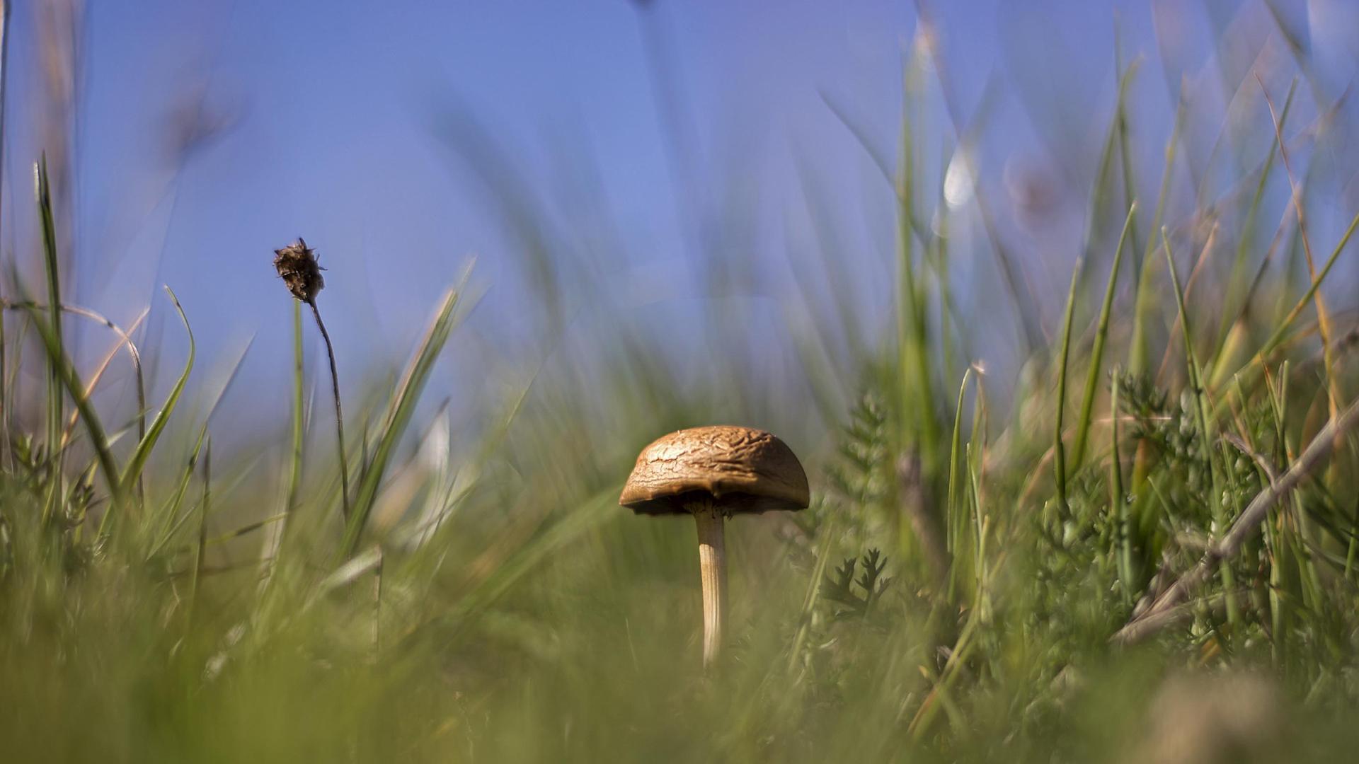Un ejemplar micológico, aislado entre vegetación espesa, en la zona de Jaurrieta