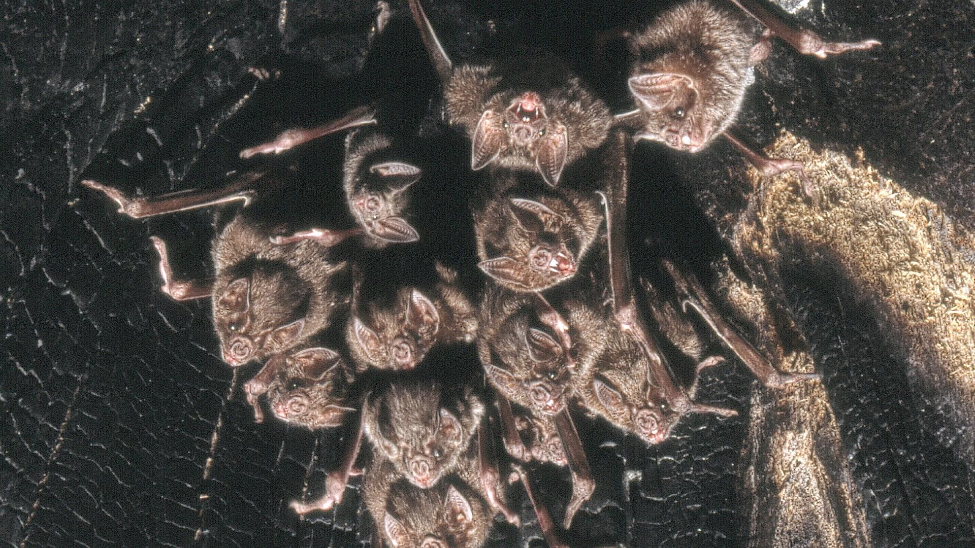 Colonia de Desmodus rotundus