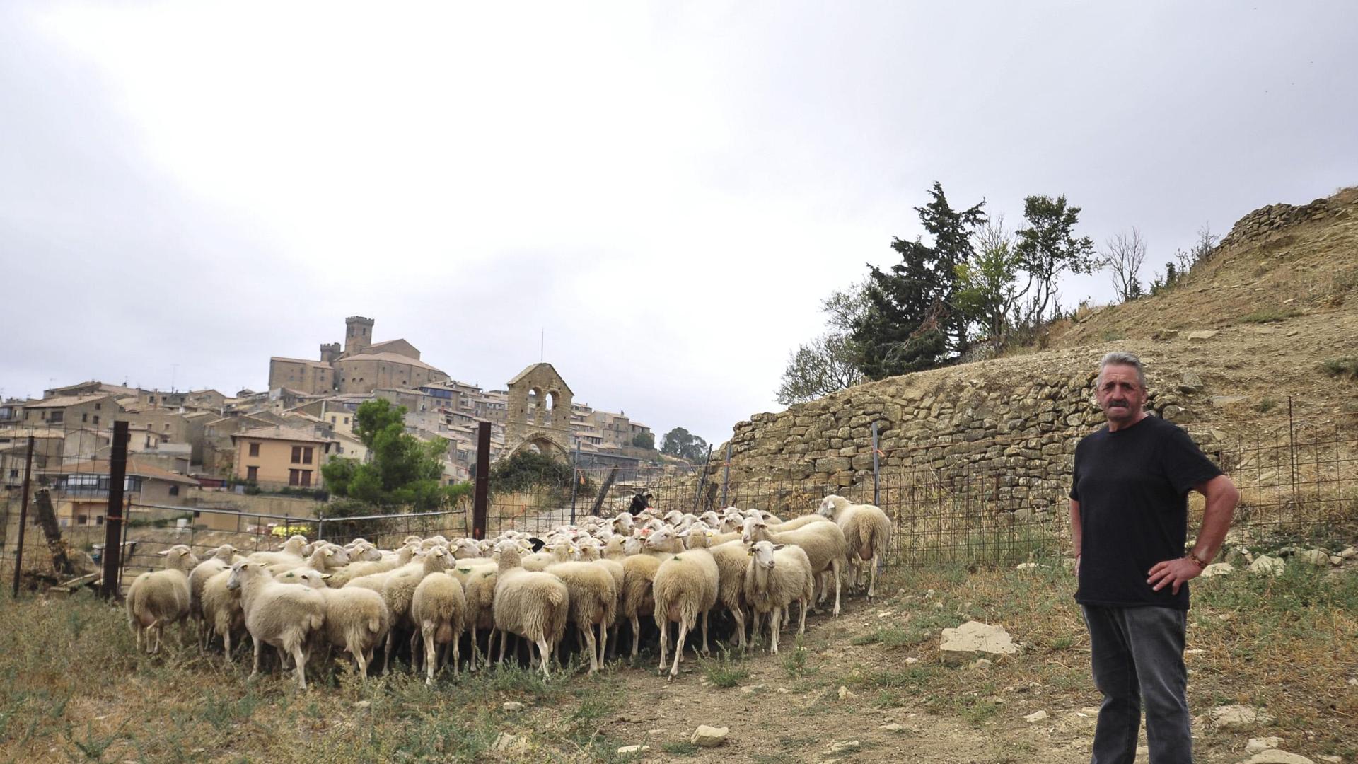 Roberto Ibáñez Clavería, con algunas de sus ovejas en el corral junto al pueblo que enmarca la imagen, Ujué.