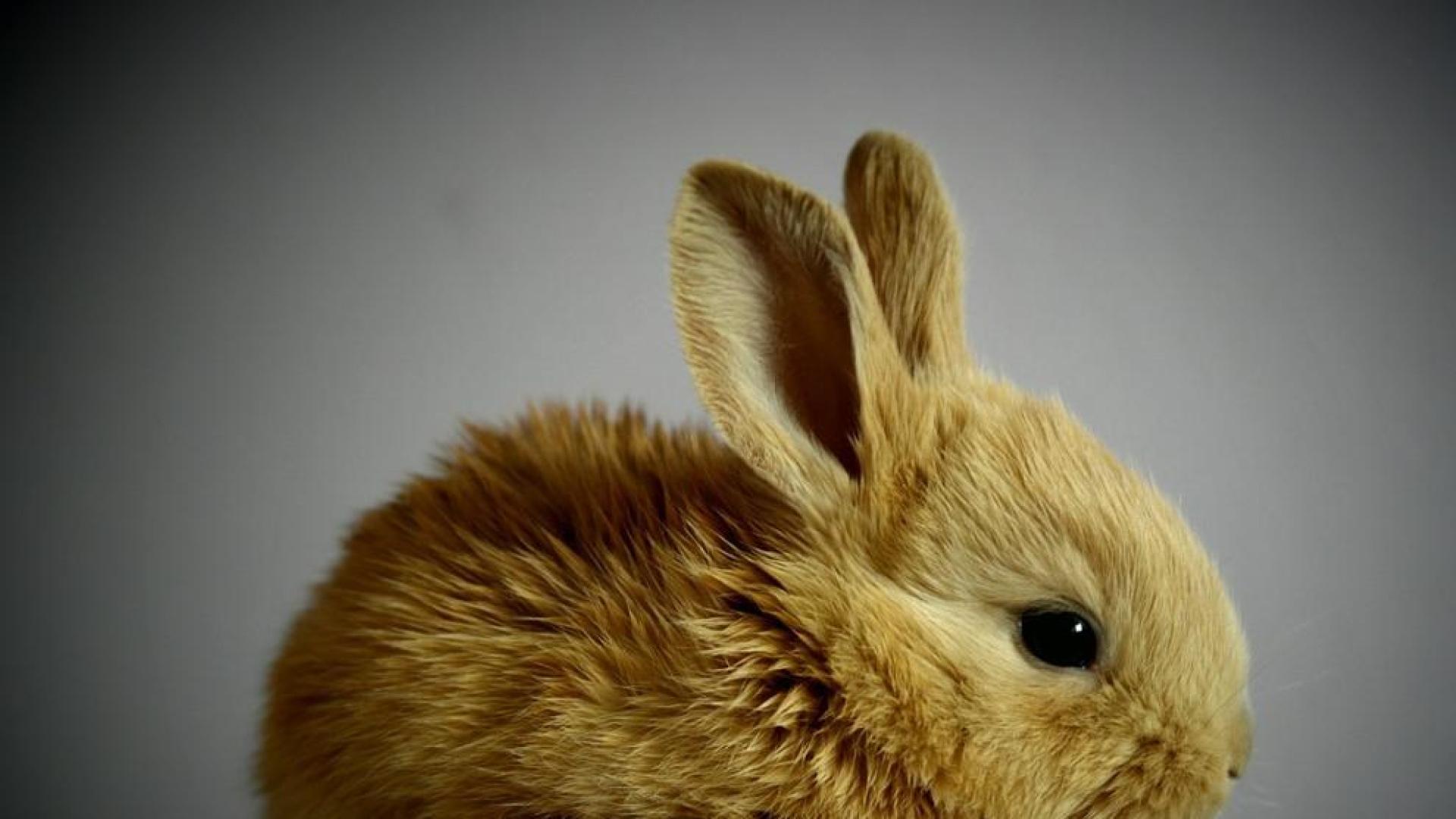 Los conejos es una de las especies que está prohibido tener en casa como mascota con la nueva Ley de Bienestar Animal