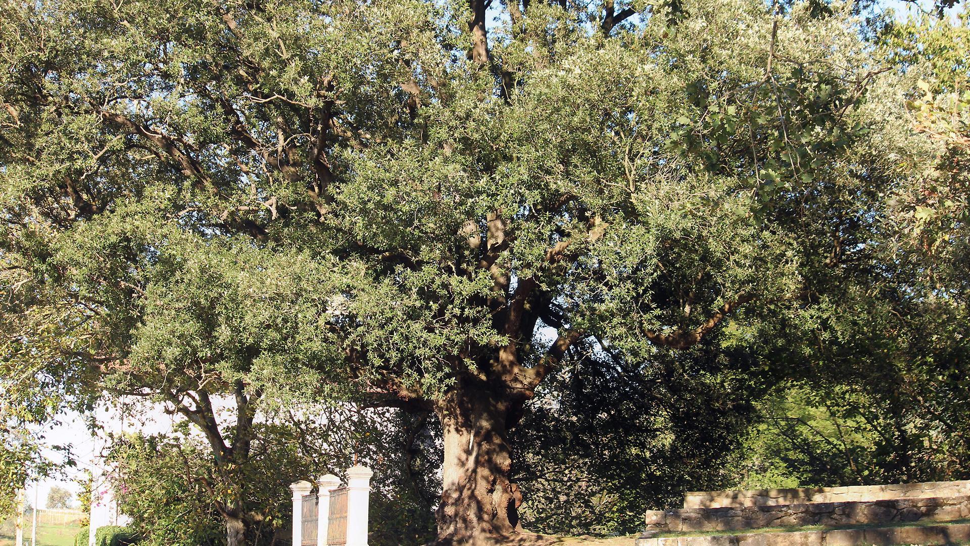 La frondosa encina de unos 400 años está ubicada en el barrio de San Roque de Colindres