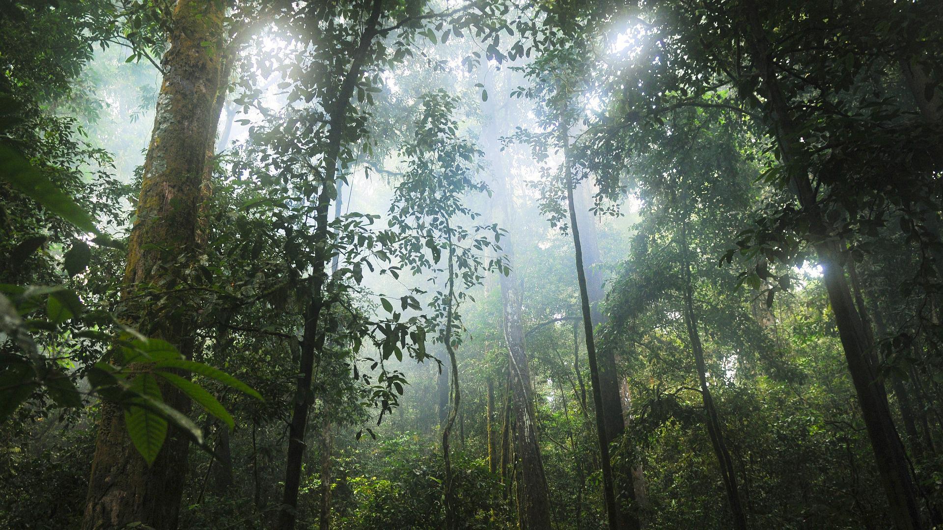 Bosque tropical