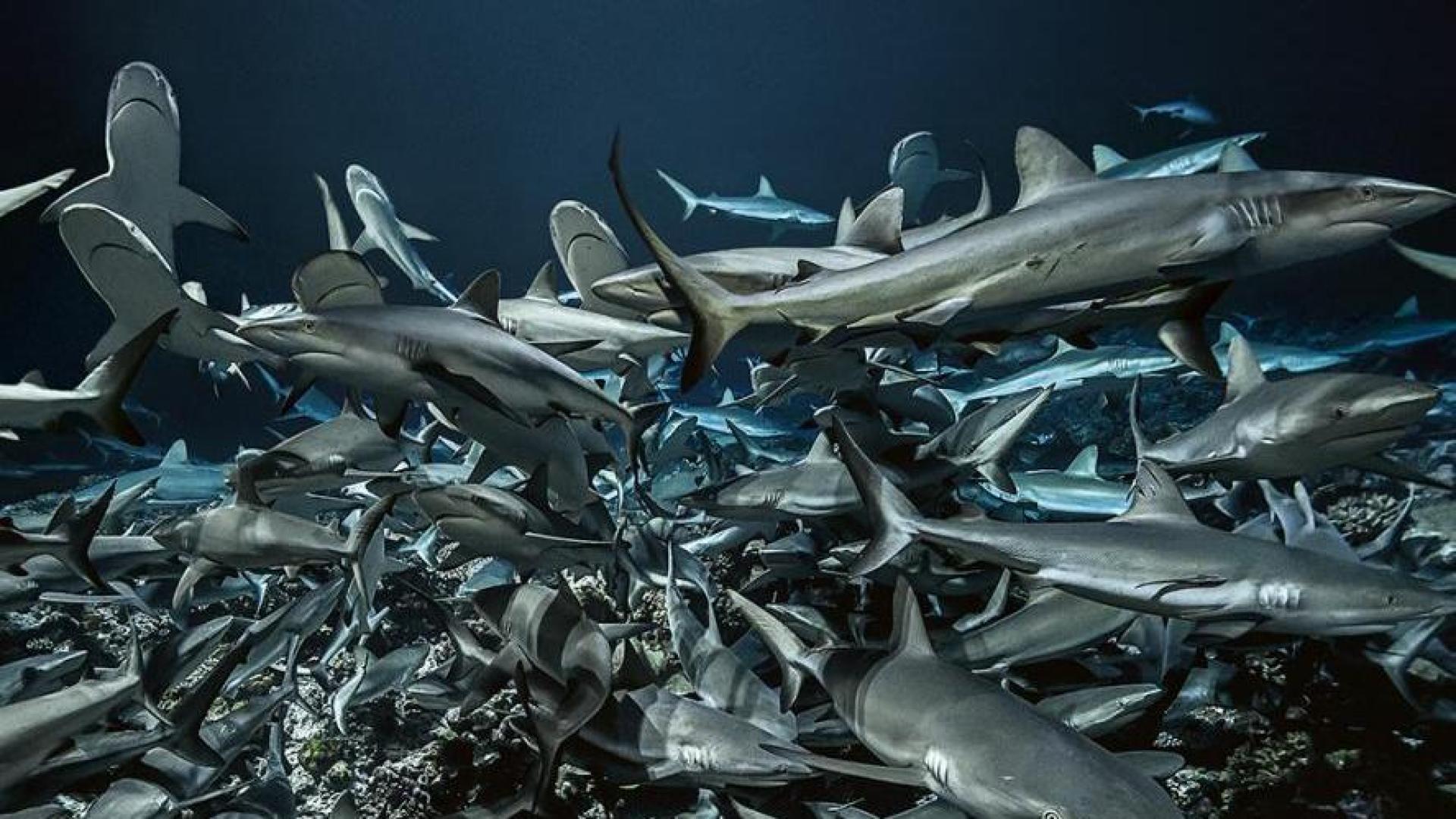 El Museo de Educación Ambiental de Pamplona acoge esta tarde la proyección del documental '700 Tiburones'.