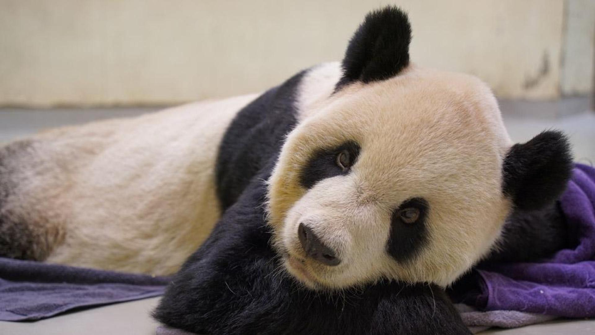 El oso panda gigante Tuan Tuan