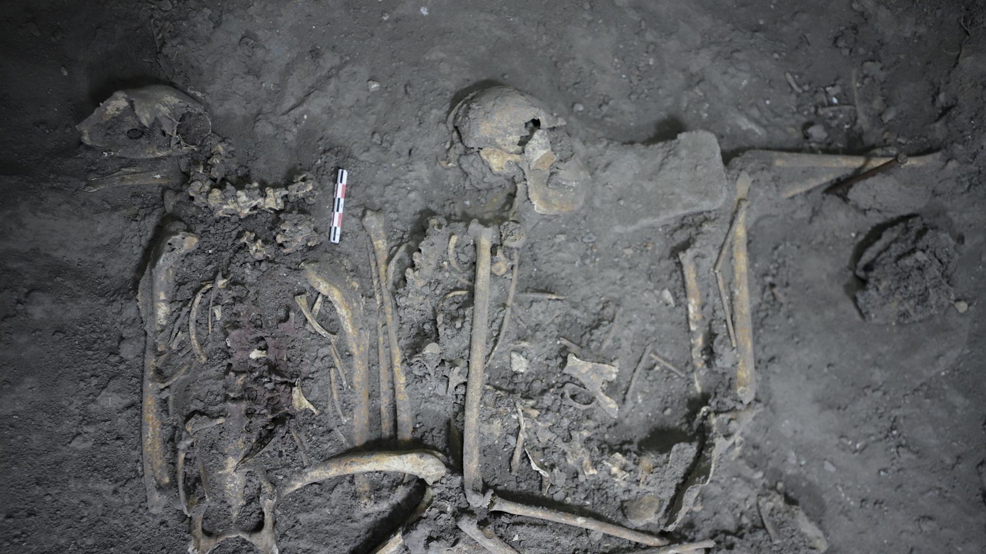 Restos óseos completos de un mono araña hembra de 1.700 años encontrados en Teotihuacán, México.