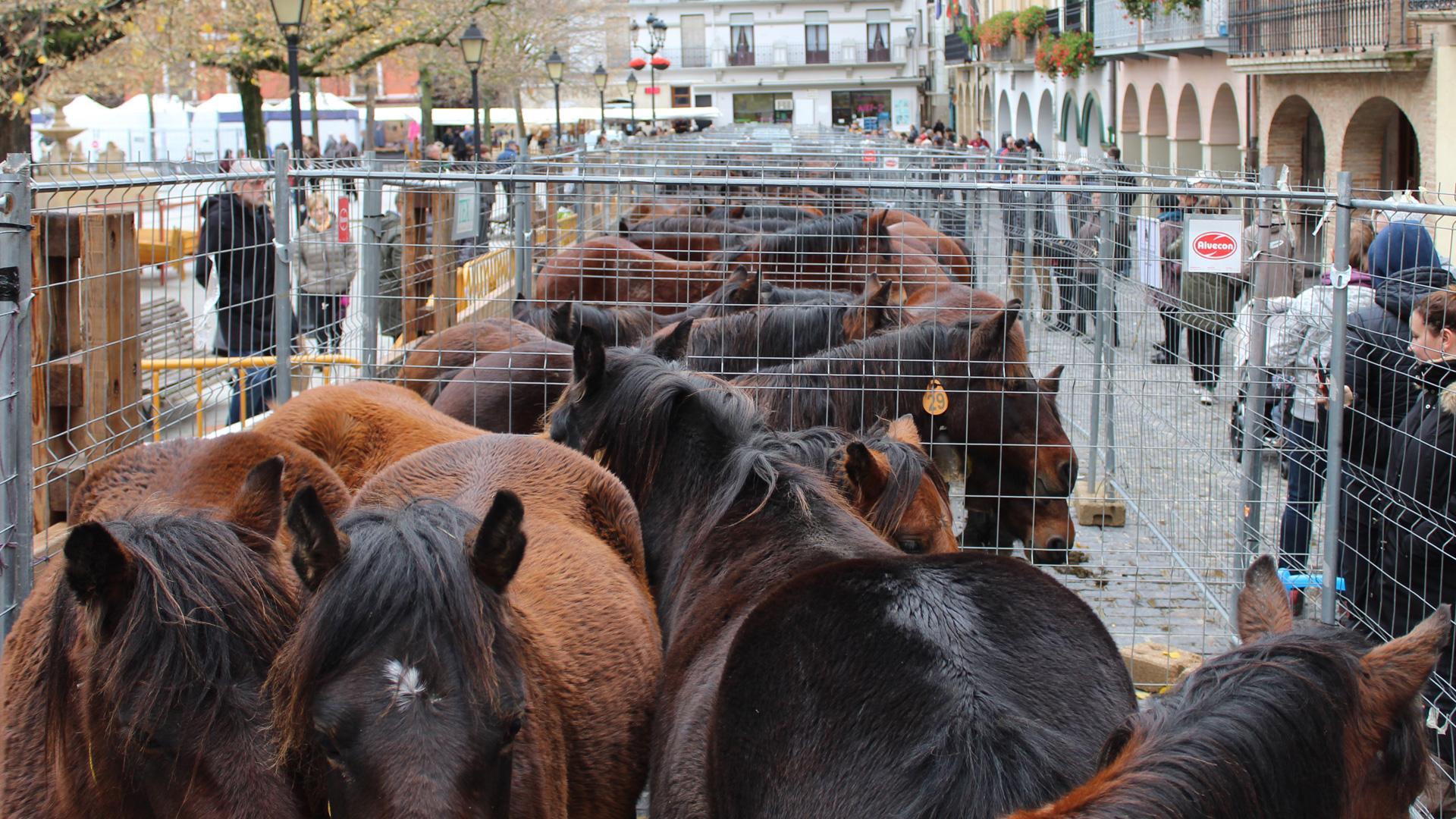 Ganado equino de la última feria de San Andrés celebrada en Estella y que se cobijó en la plaza Santiago