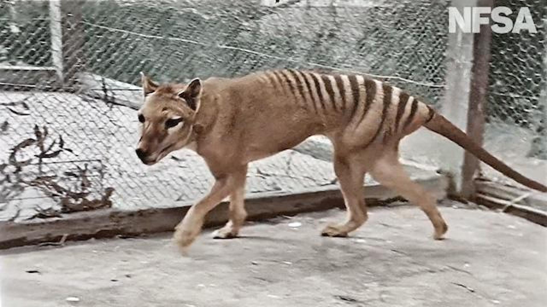 Detalle del video colorizado por NFSA de un tigre de Tasmania