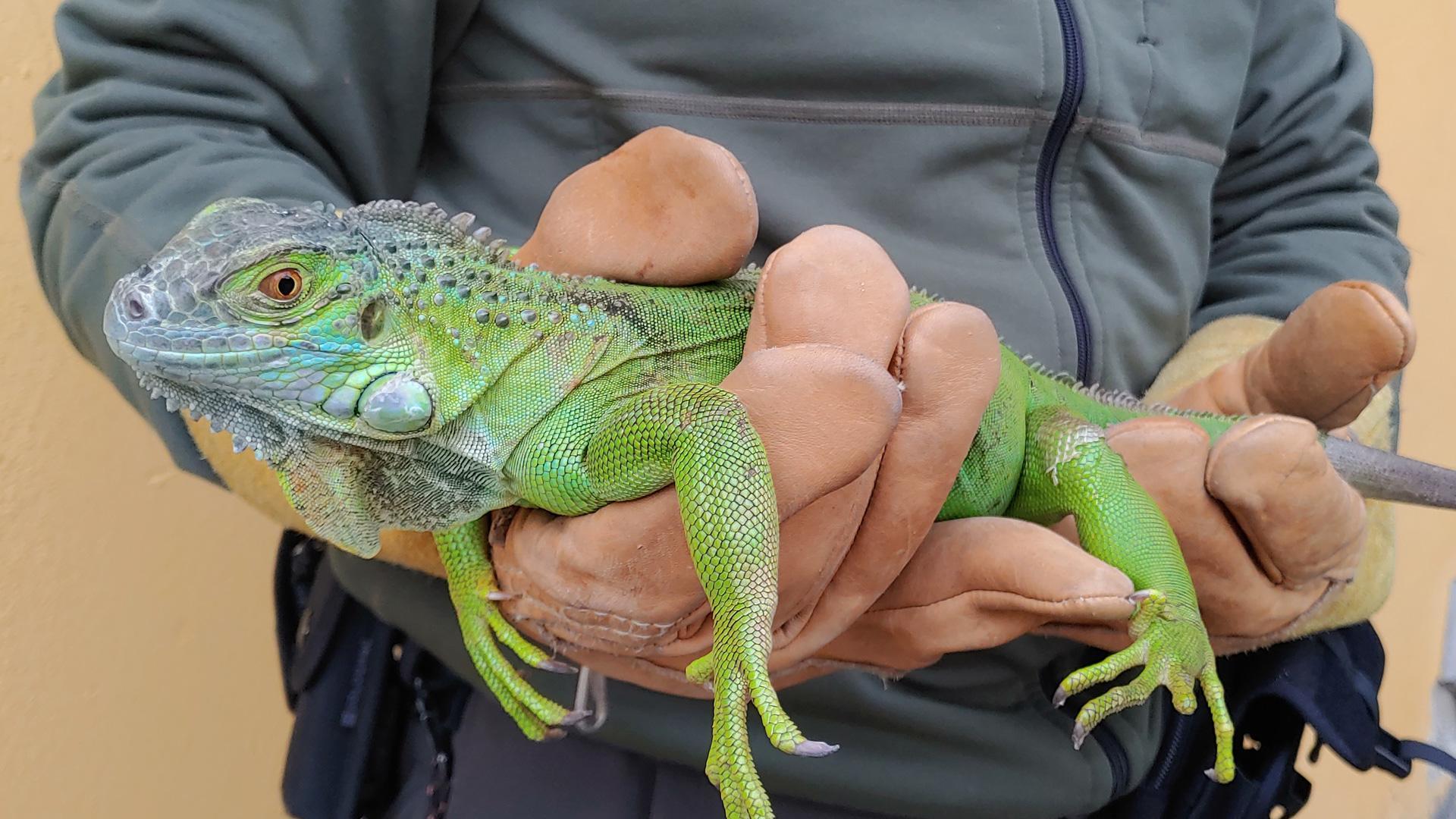 Iguana encontrada en un parque de Navarra