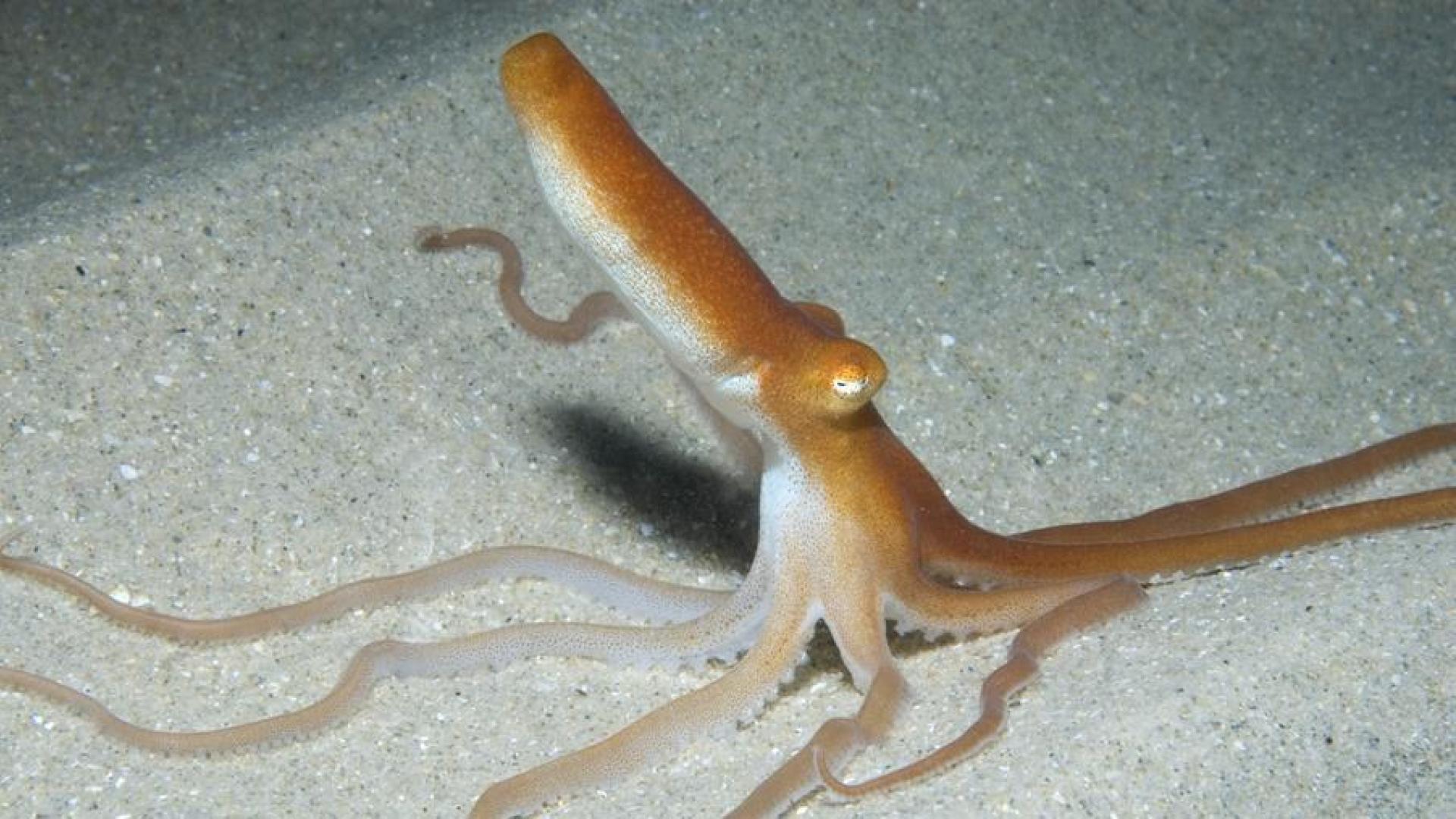 Ejemplar de ‘Octopus kaurna’