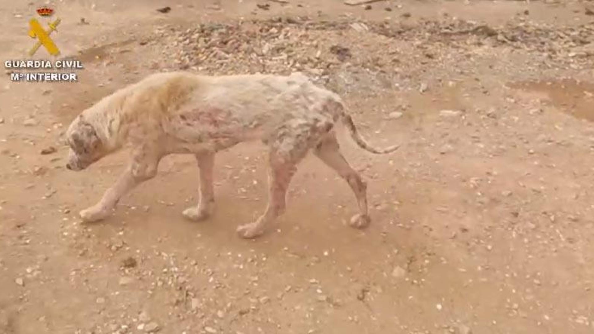 Estado de unos de los perros