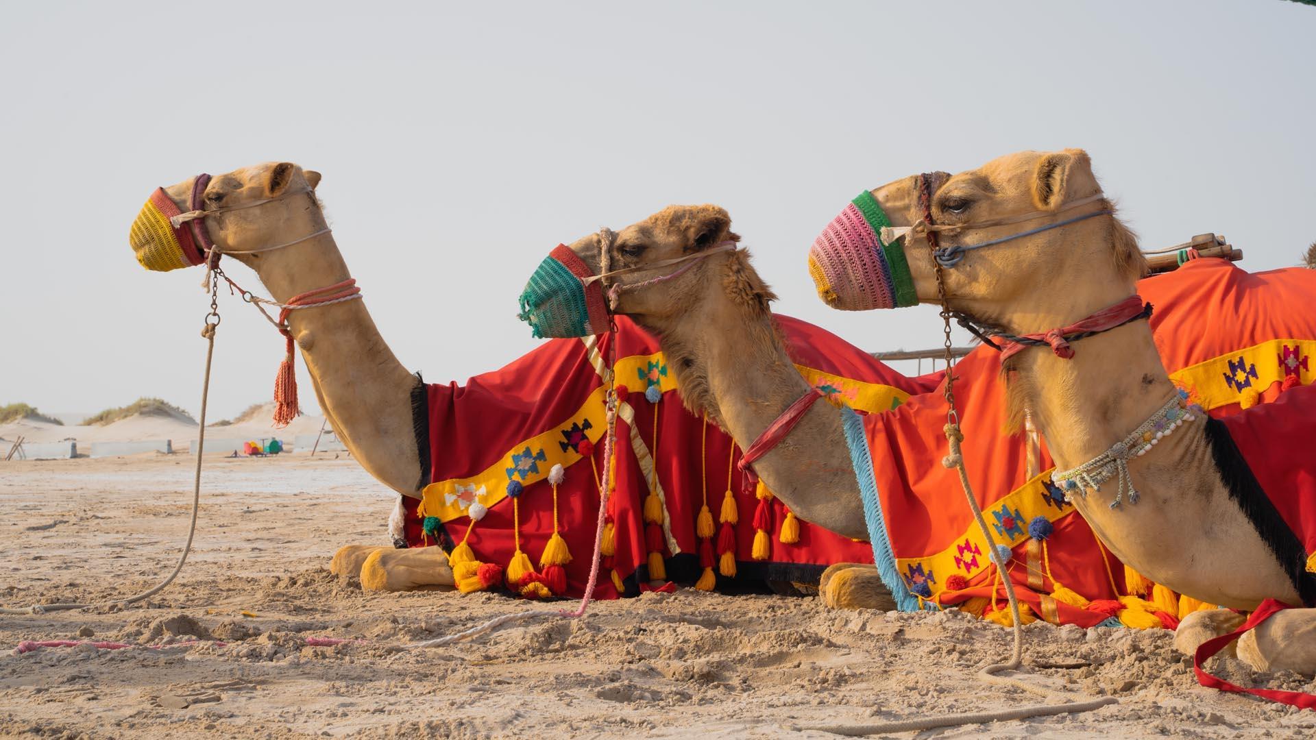 Varios camellos esperan a turistas en Qatar