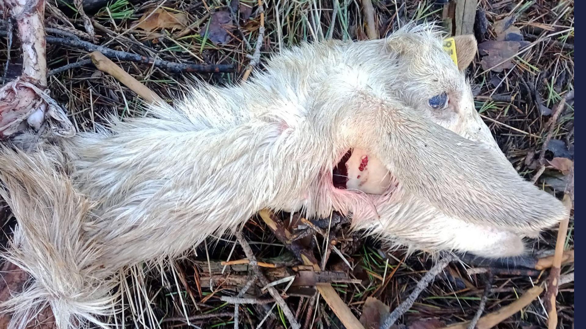 Una de las cabras que sufrieron el ataque

UGAMA

27/12/2022