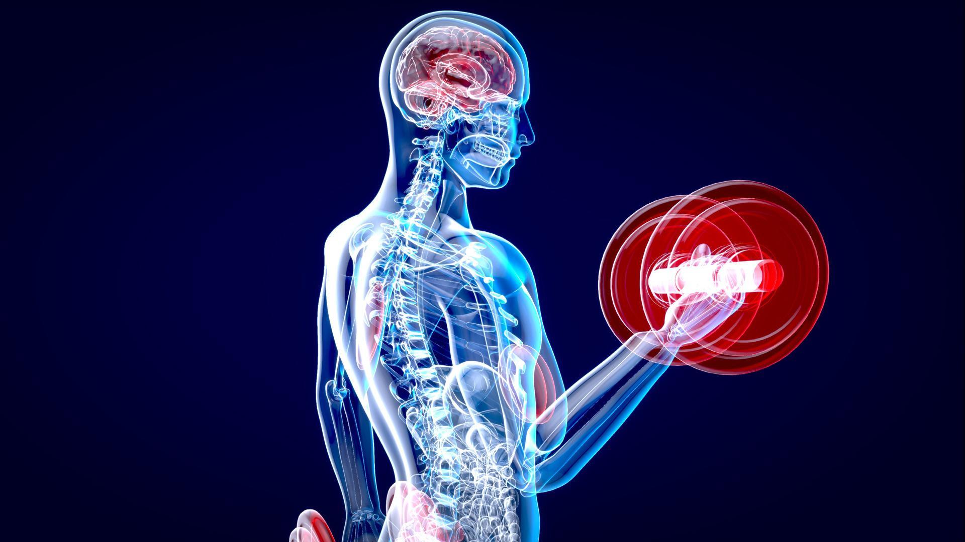 La práctica de ejercicio físico mejora la capacidad cognitiva e incrementa el tamaño de determinadas áreas del cerebro. especialmente de las relacionadas con la memoria