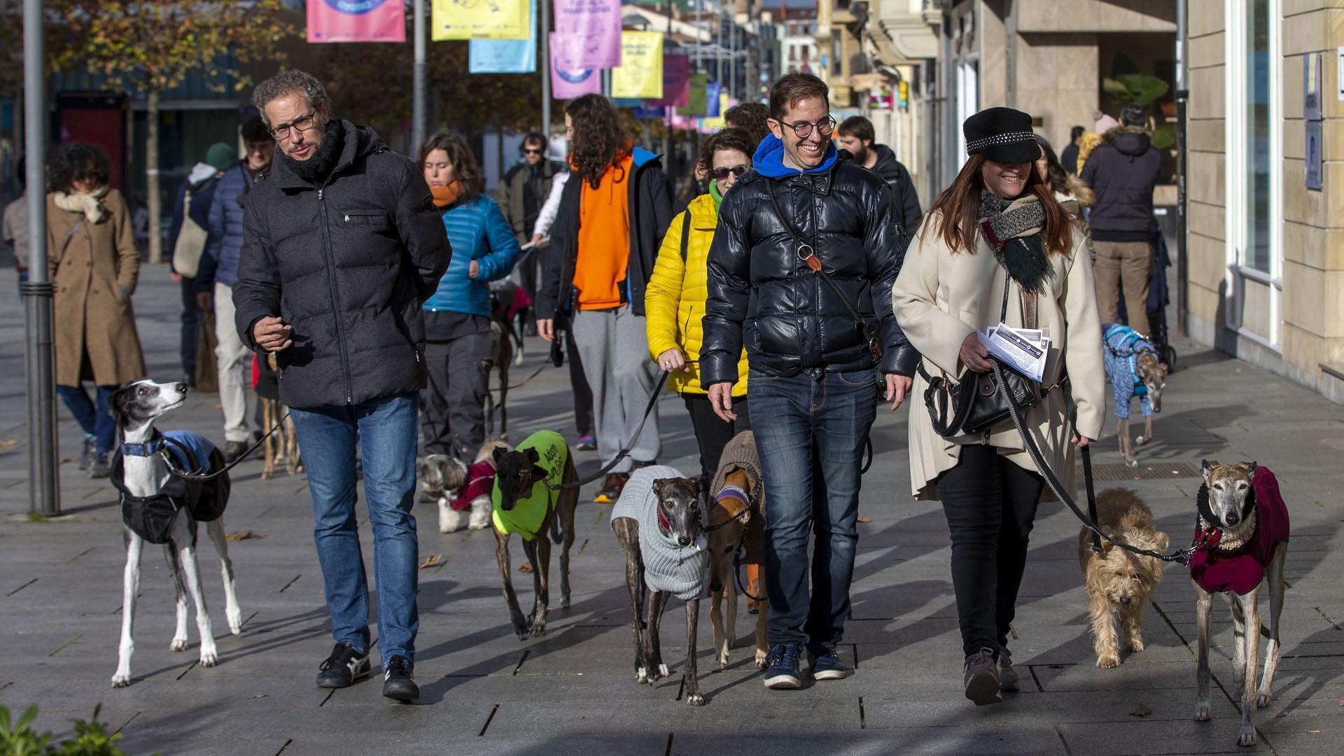 Paseos de galgos por el centro de Pamplona, este 18 de diciembre