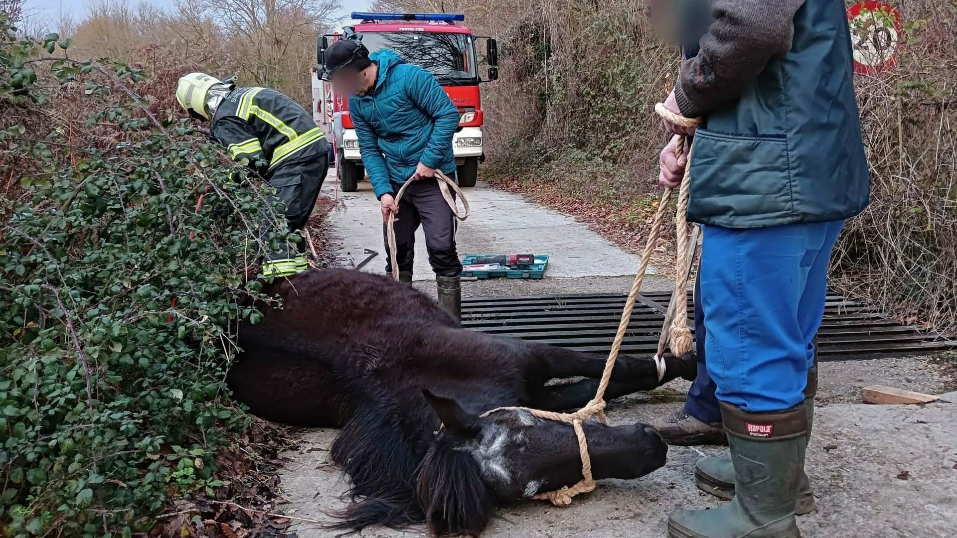 Imagen de la yegua que han rescatado los bomberos del Parque de Estella