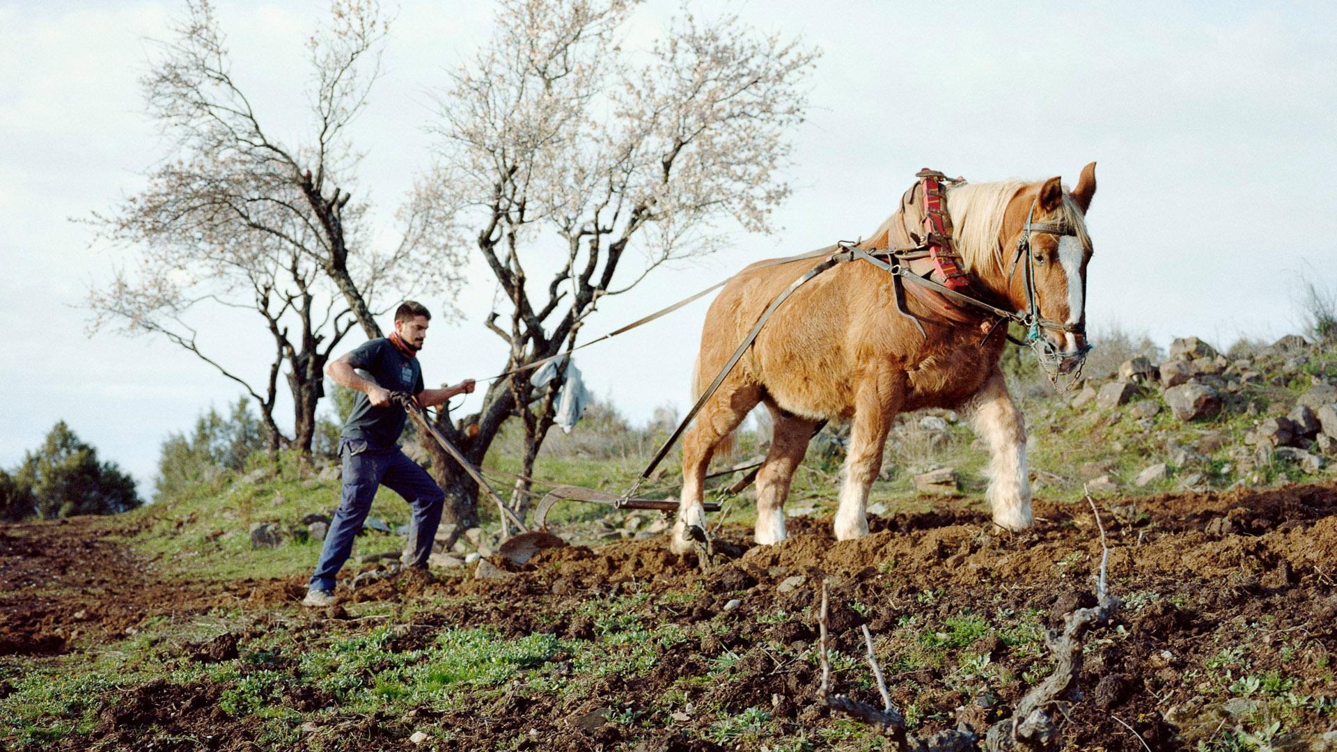 Una de las fotografías del libro, donde Pedro y Wilson labran al inicio de la primavera en el pueblo de Cebreros