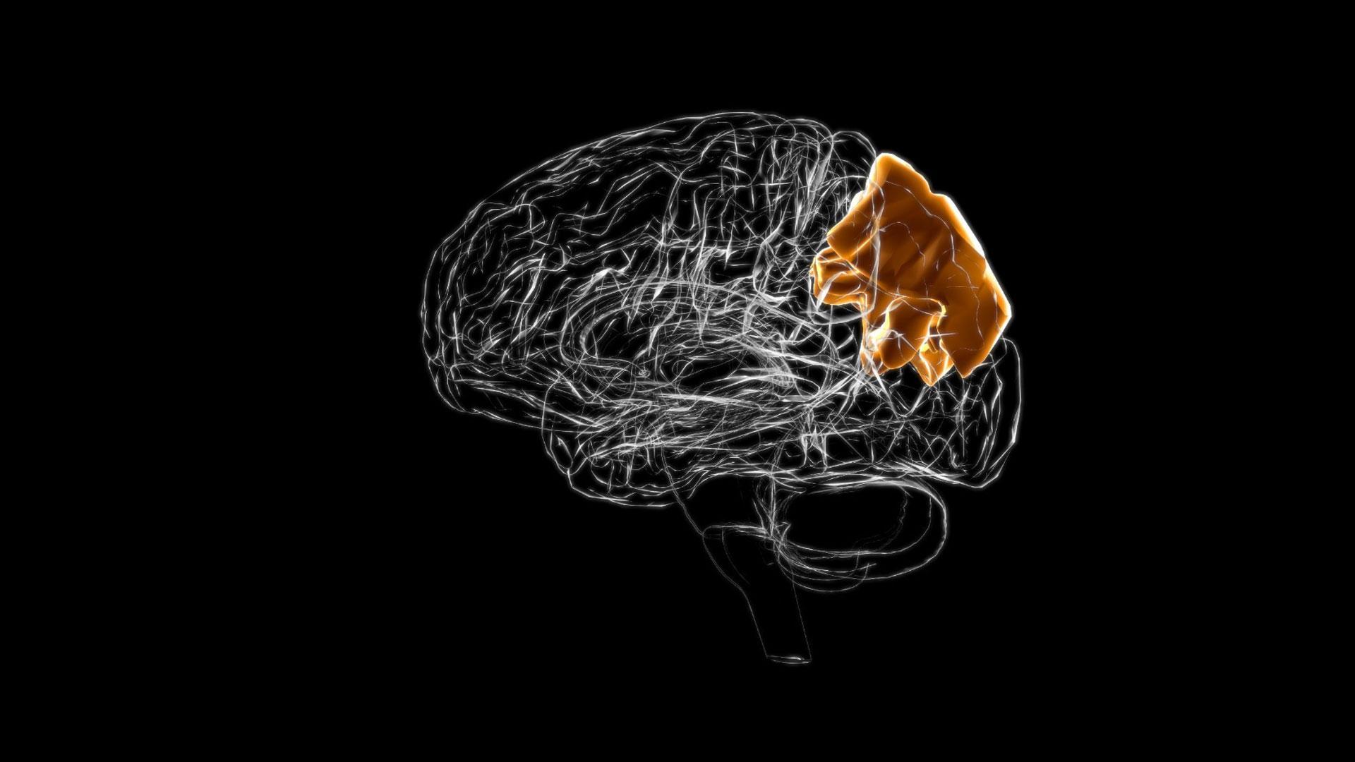 El lóbulo parietal es el encargado de procesar principalmente información somatosensorial, es decir, maneja datos sobre el tacto, el movimiento y la posición de nuestro cuerpo en relación al espacio