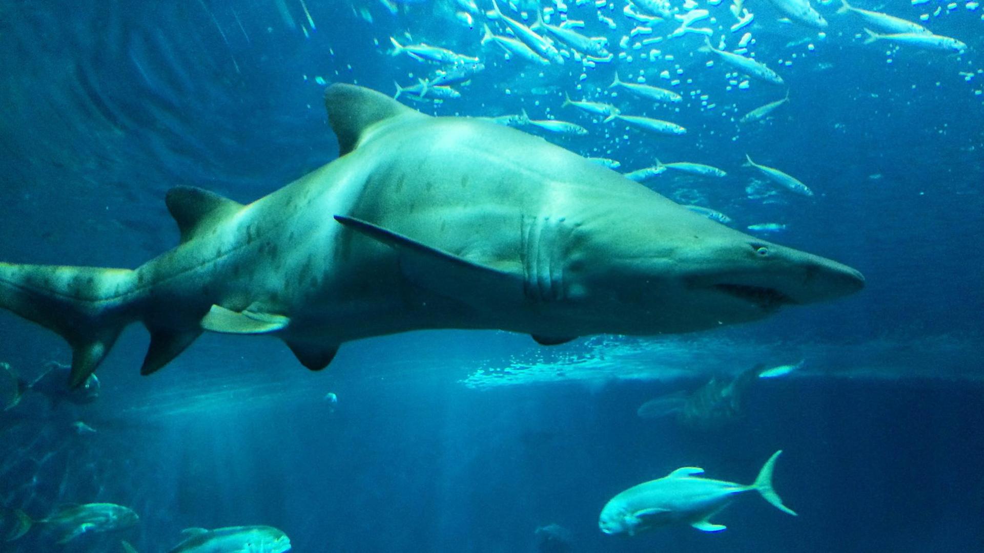 Ejemplar de tiburón toro