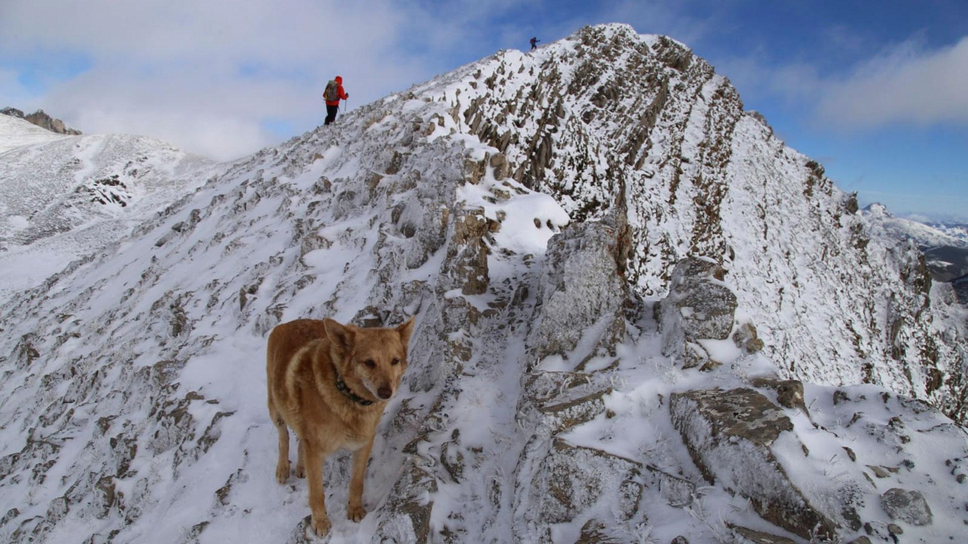 'Thor' es un perro cruce de varias razas que ha logrado sobrevivir tras permanecer enriscado durante 16 días a más de 1.600 metros de altura en la Montaña Central Leonesa y ya se encuentra de regreso en casa tras un complicado rescate