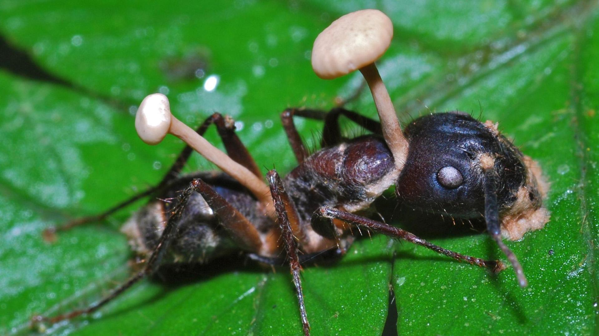 Una hormiga momificada por el ataque de un Ophiocordyceps cuyos estromas emergen del cuerpo del insecto