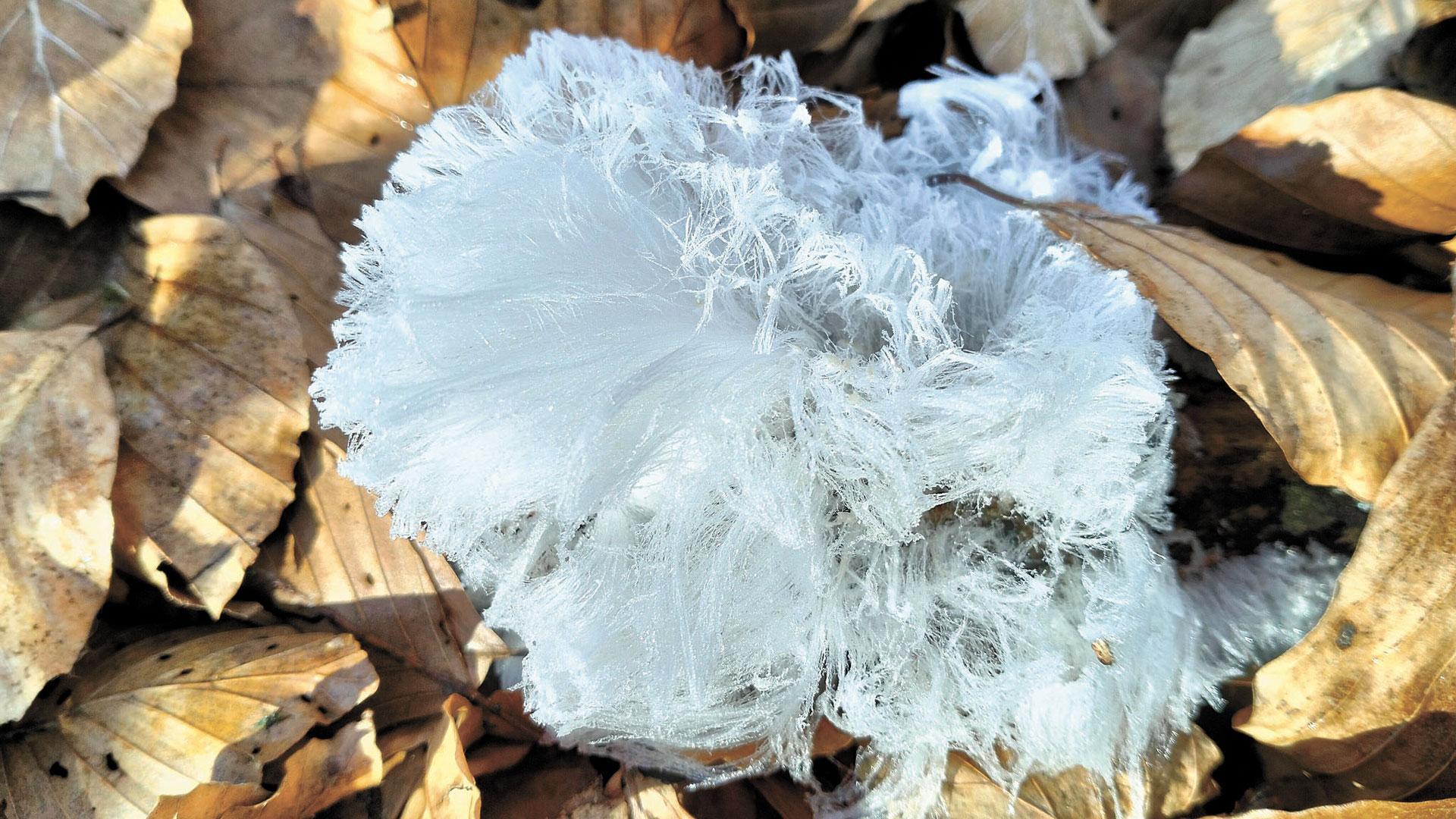 Entre la hojarasca de hayedos de Ultzama, una forma caprichosa del ‘Pelo de hielo’