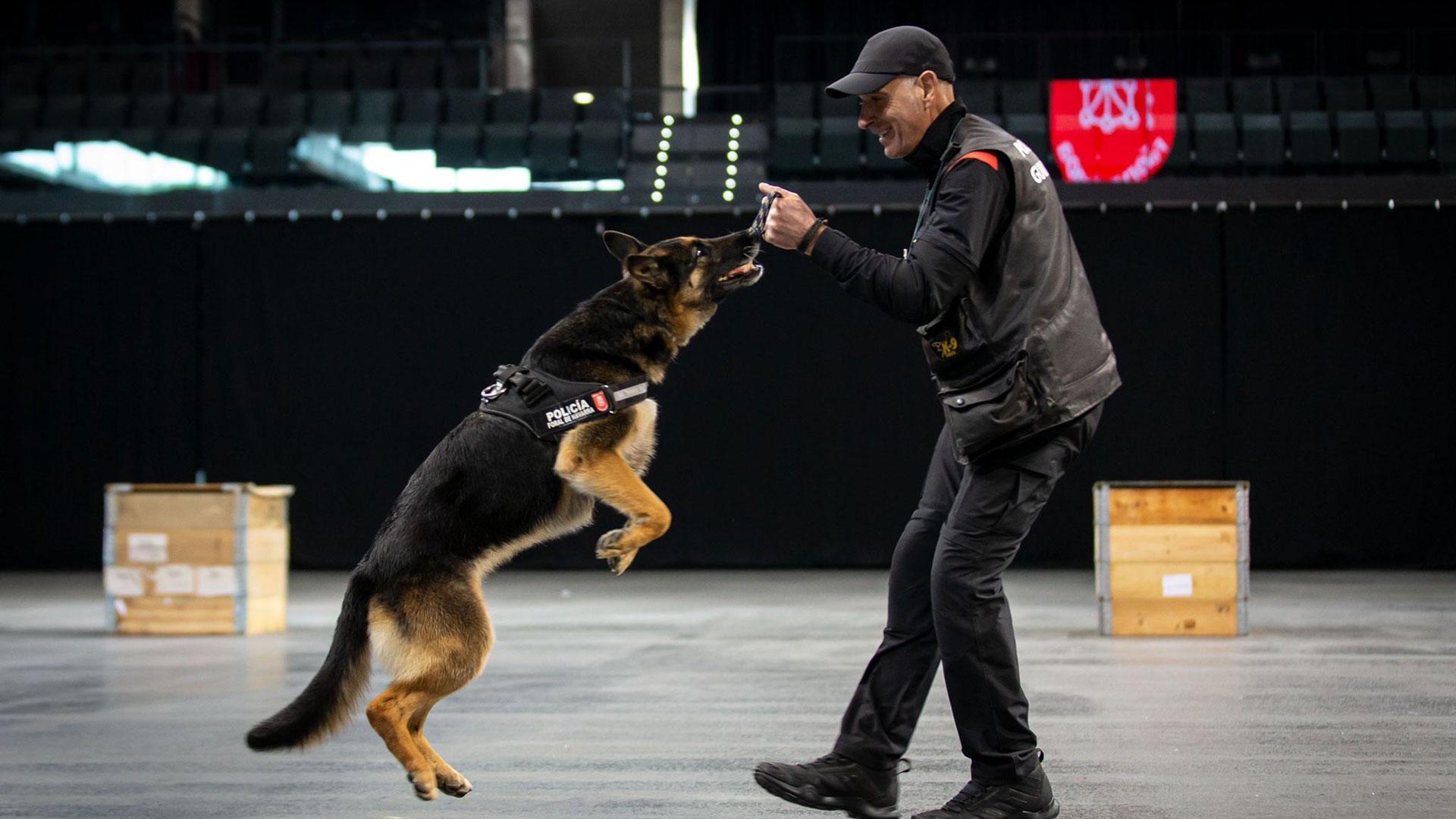Un momento de la exhibición de habilidades de Tina, la perra más veterana del equipo de guías caninos de la Policía Foral